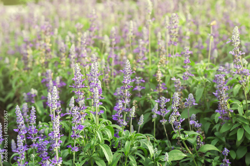 Gardens with the flourishing lavender