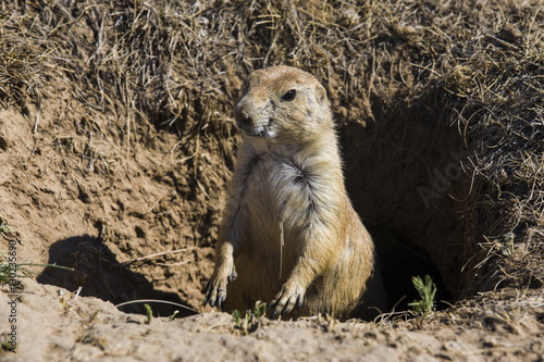 Wallpaper Mural Suricate (Suricata suricatta), Devils Tower National Monument, Wyoming Torontodigital.ca