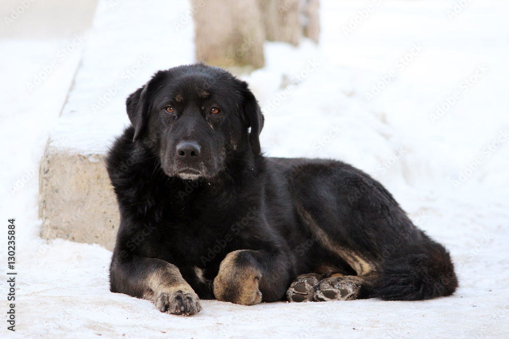 stray dog lies on the snow curled up in the winter
