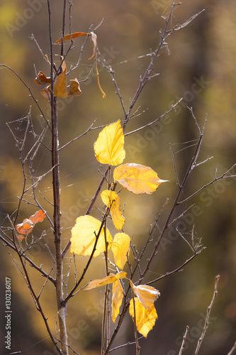 yellow leaves on the autumn nature