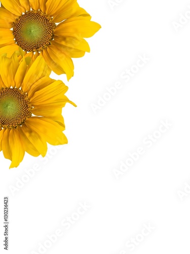 Sunflowers and white background.