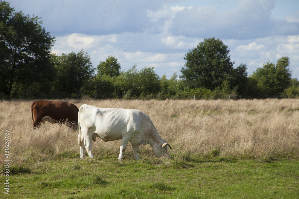 big cow on a field on a sunny day big cow on a field on a sunny day