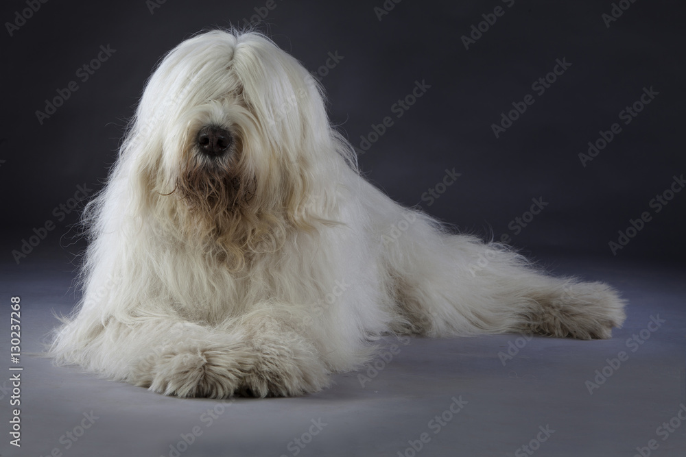 Russian sheepdog Russian sheepdog