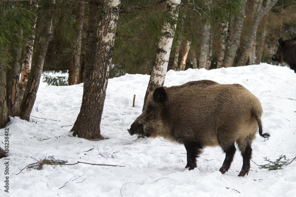 An animal portrait of an adult wild boar in the winter. An animal portrait of an adult wild boar in the winter.