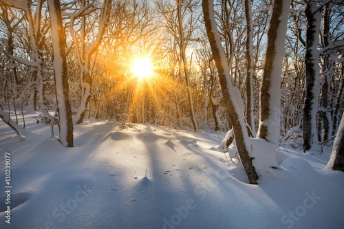 Winter forest landscape.