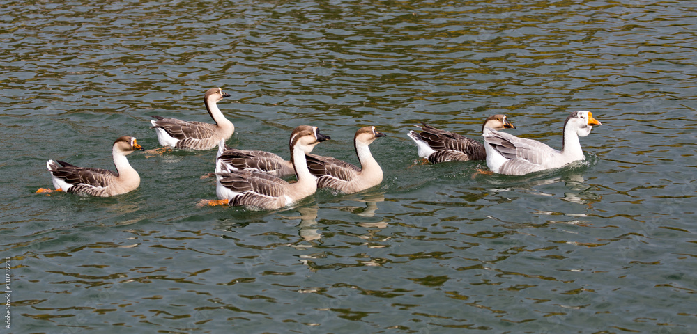 a flock of ducks on the lake in autumn