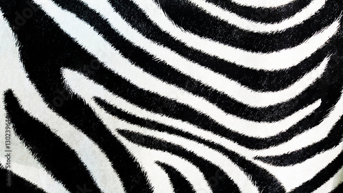 Zebra pattern, black and white background, textured wallpaper