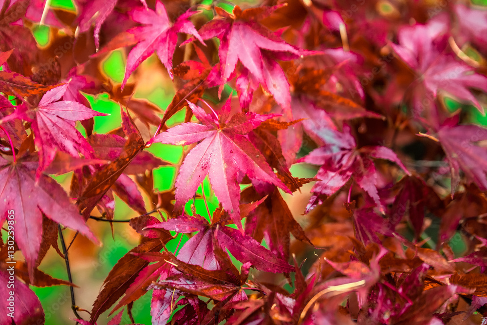 Red yellow and green colorful leaves of UK autumn. Red yellow and green colorful leaves of UK autumn.