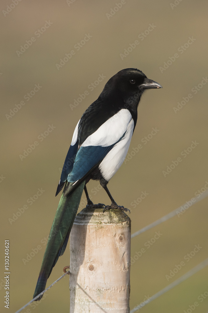 Eurasian Magpie, Common Magpie, Pica Pica Eurasian Magpie, Common Magpie, Pica Pica