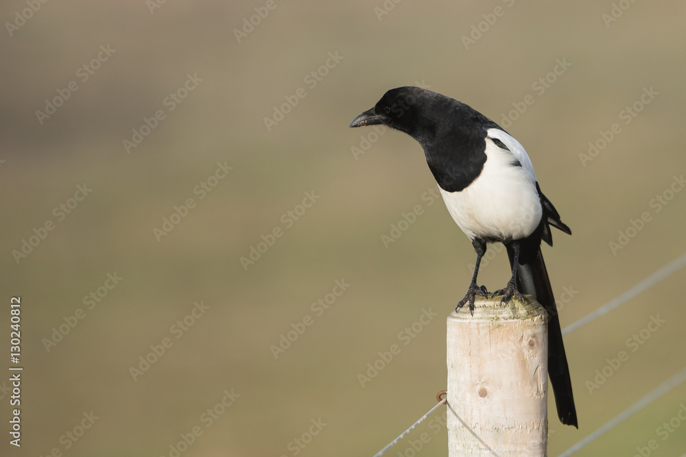 Eurasian Magpie, Common Magpie, Pica Pica Eurasian Magpie, Common Magpie, Pica Pica
