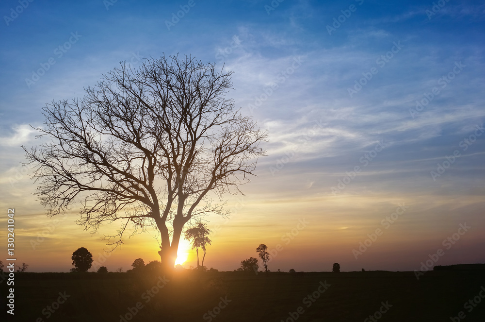 landscape magical sunrise sky with winter silhouette dry tree tr landscape magical sunrise sky with winter silhouette dry tree tr