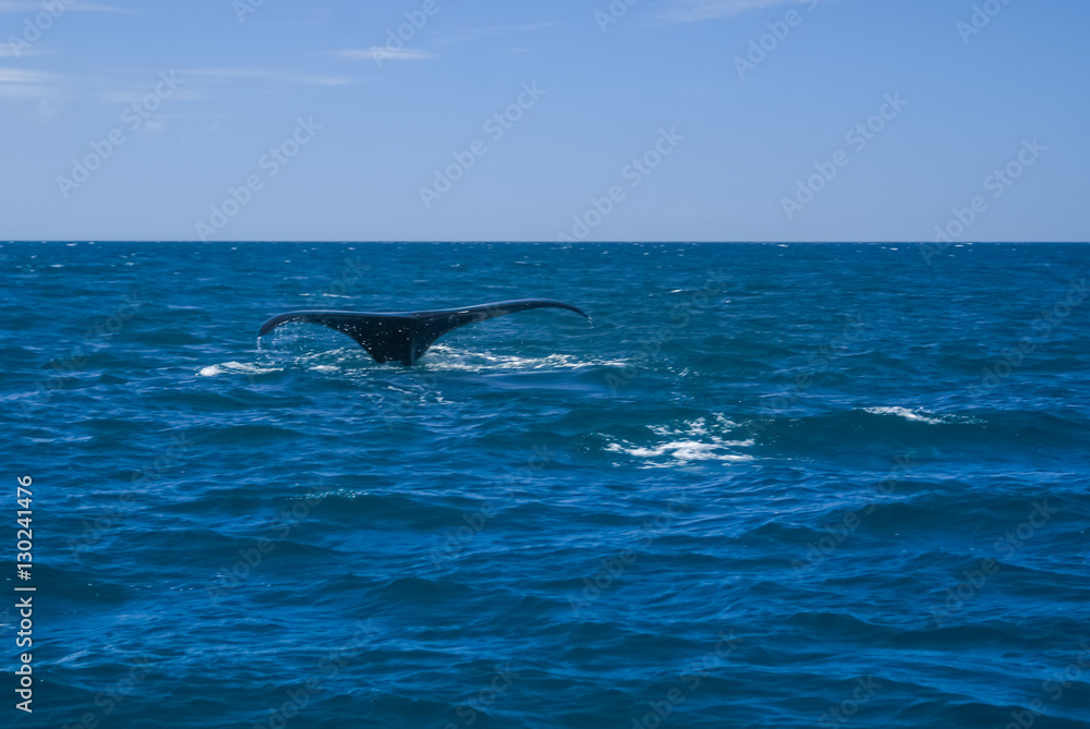 Obraz premium Tail of whale in sea