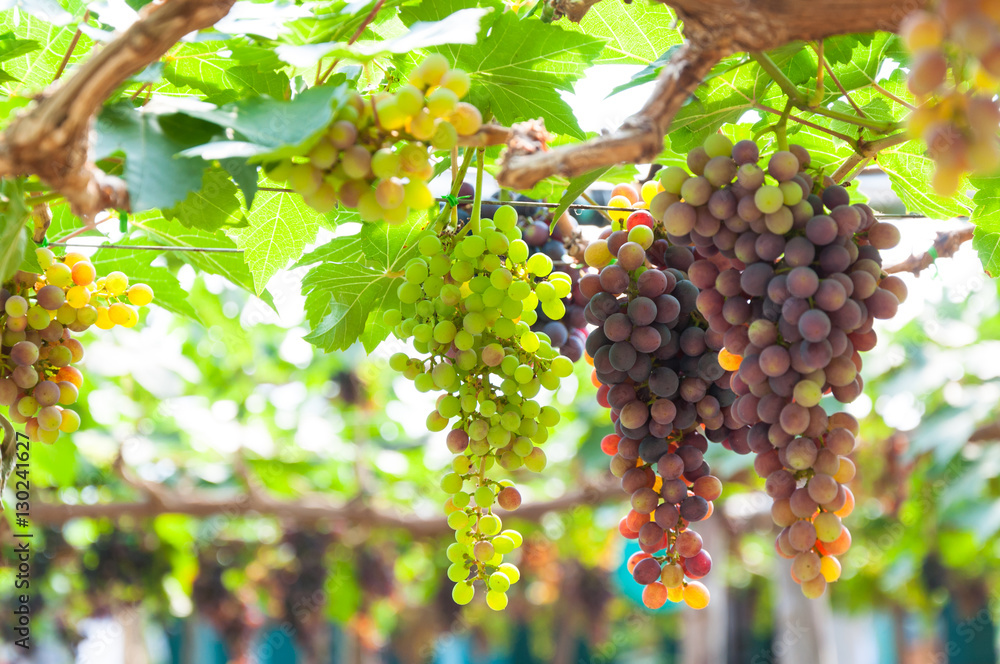 Bunches of wine grapes hanging on the vine with green leaves  in garden