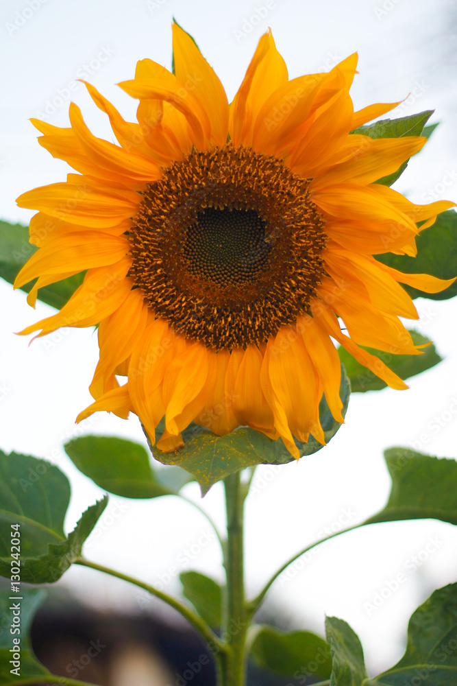 Obraz premium sunflower