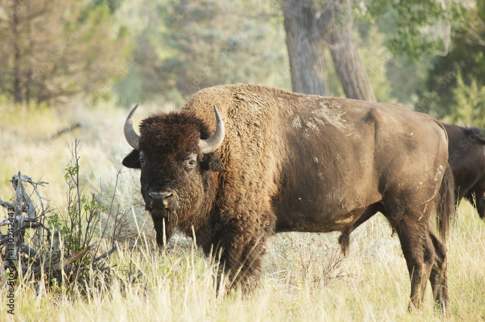 American Bison American Bison
