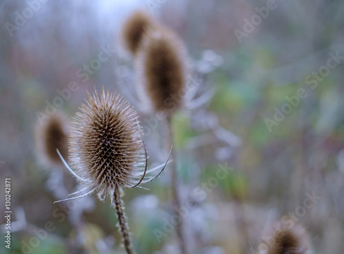 teazle head