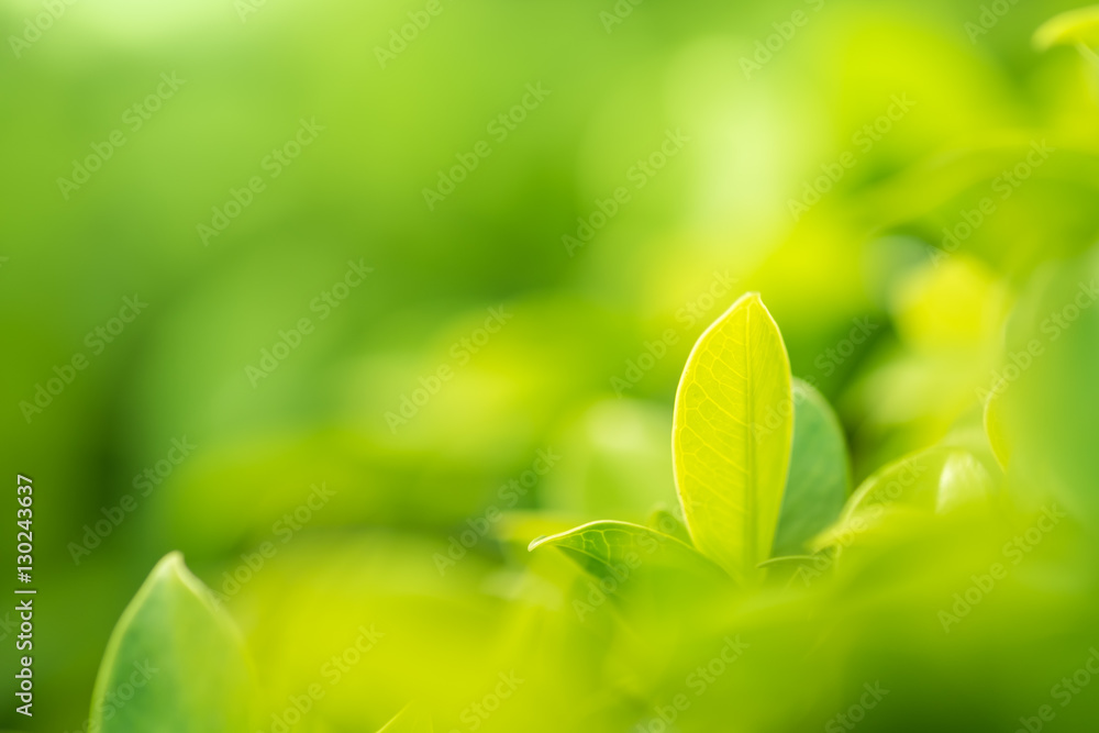 Closeup macro of green leaf in rain forest show textured of the Closeup macro of green leaf in rain forest show textured of the
