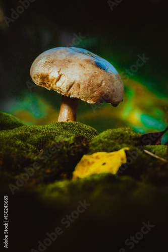 fresh mushroom forest champignons grows on moss