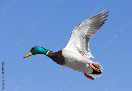 Male Mallard duck (Anas platyrhynchos) drake in flight isolated against a blue winter sky in winter in Canada