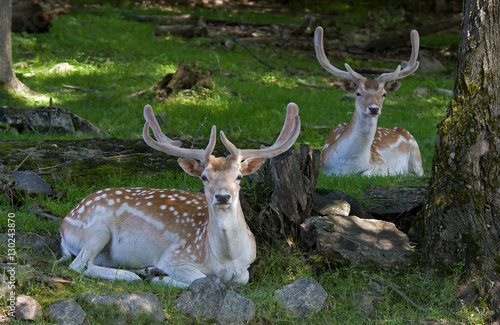 Fallow deer resting in the forest