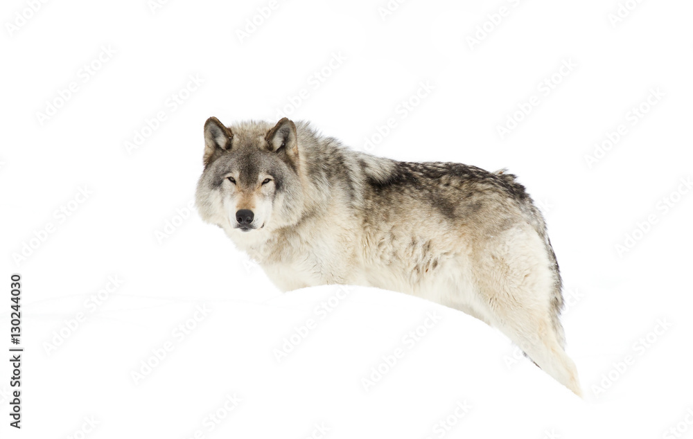 Fototapeta premium Timber wolf or Grey Wolf (Canis lupus) isolated on white background walking in the winter snow in Canada