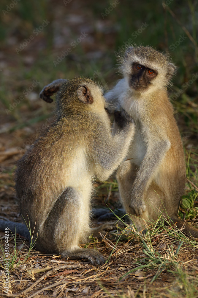 The vervet monkey (Chlorocebus pygerythrus), typical behavior during social grooming