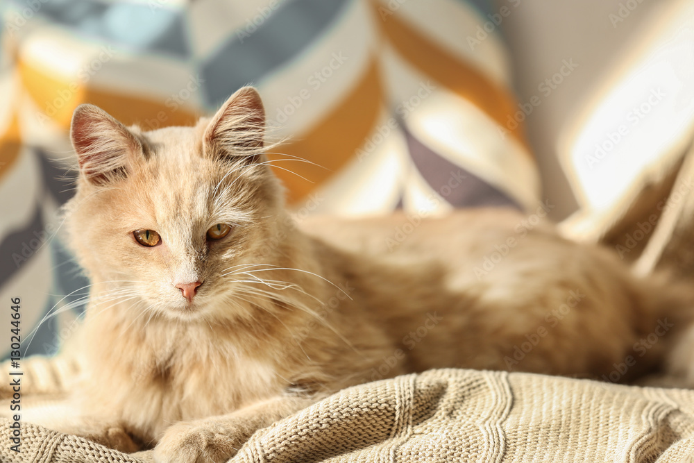 Cute cat lying on beige plaid at home - obrazy, fototapety, plakaty 