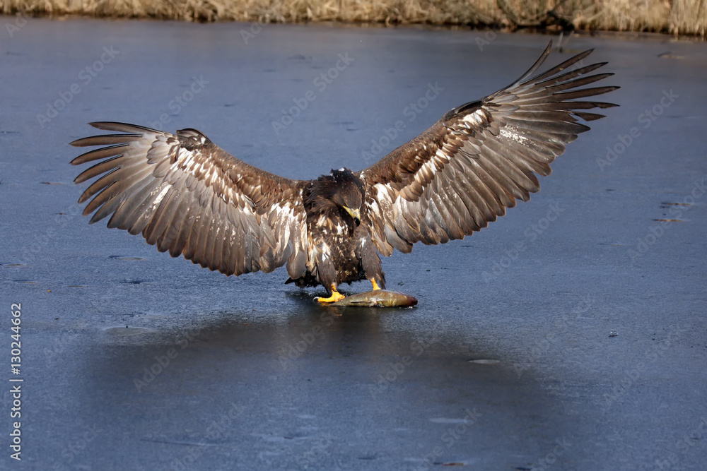 Fototapeta premium White-tailed eagle (Haliaeetus albicilla) are also known as sea eagle, with fish on ice, falconery