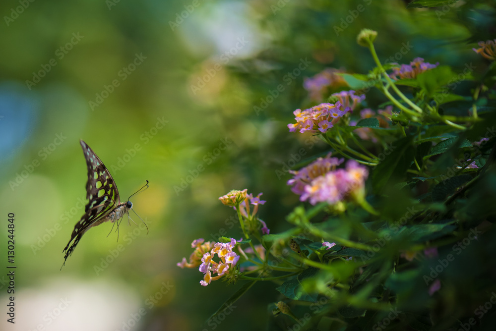 Obraz premium Flying butterfly with pink flower and green background