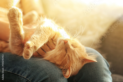 Fotografi Cute cat lying on its owner's knees, close up view