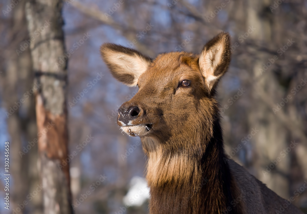 Red deer doe closeup in winter