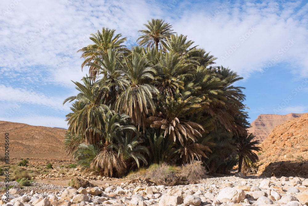 Oasis of Date Palms in Dry River Bed Oasis of Date Palms in Dry River Bed