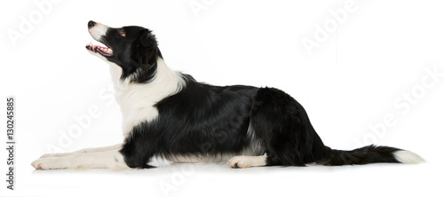 Fototapeta Naklejka Na Ścianę i Meble -  Border Collie