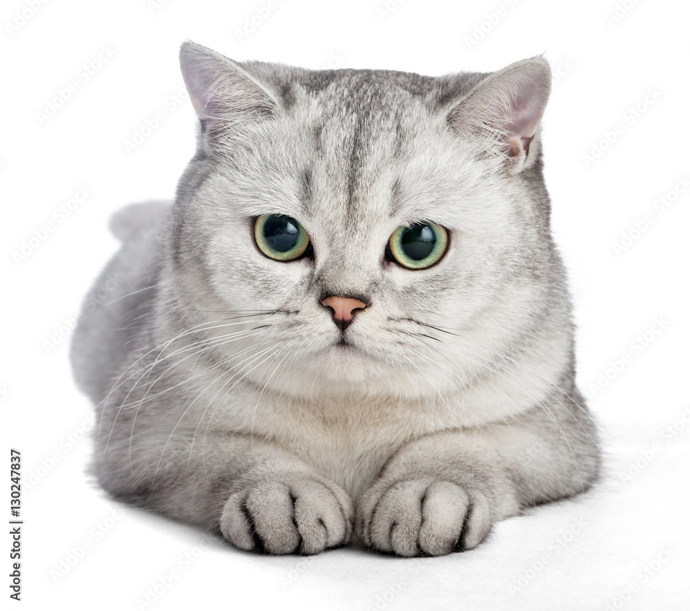 ute British Shorthair cat isolated on white background. Stock