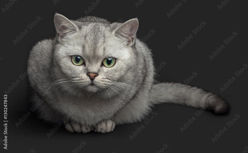 Obraz premium Gray cat sitting and looking, isolated on a gray background. British Shorthair, pedigreed version of the traditional British domestic cat.