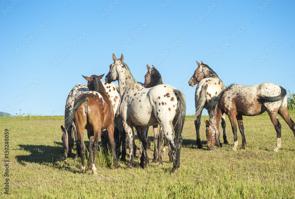 Obraz premium Tiger Horse herd in open grass meadow