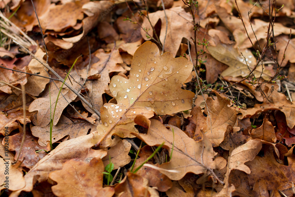 brown oak leaves