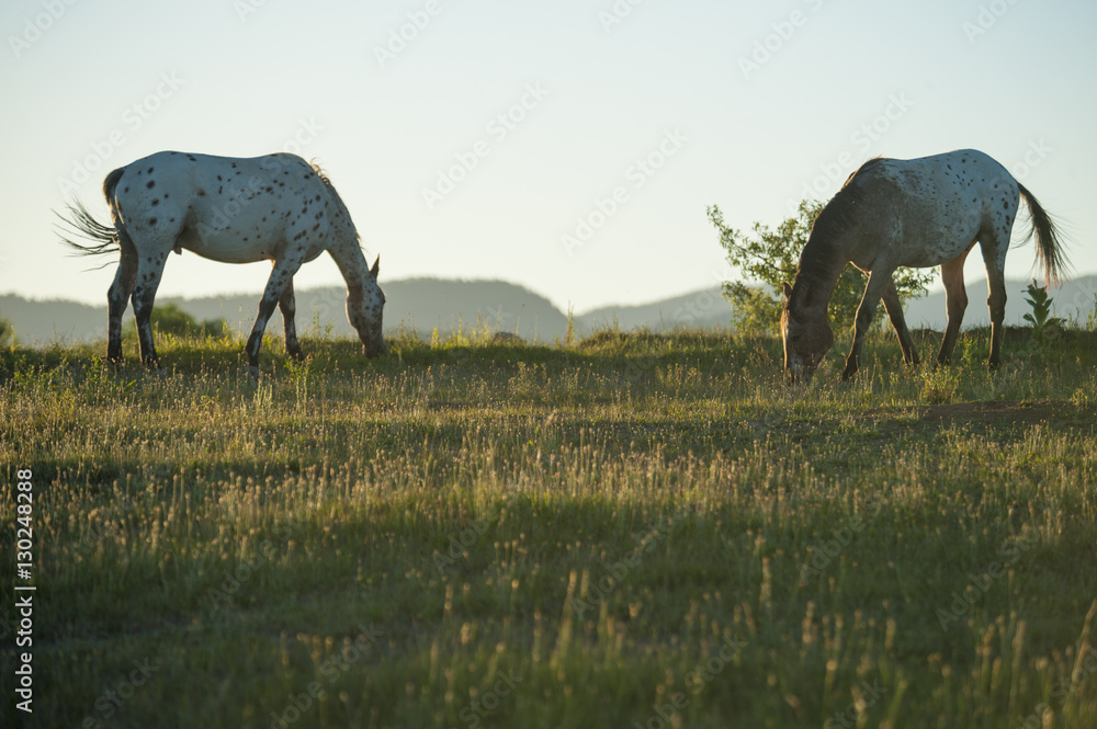 Fototapeta premium Tiger Horses graze on rise at sunset