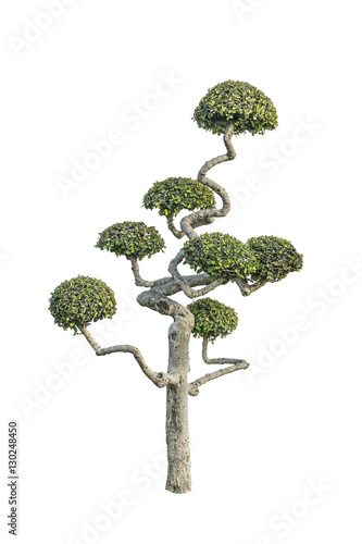 bonsai tree decorated tree streblus asper  Siamese rough bush to