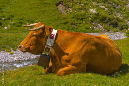 hautes pyrénées, estaube circus : cow photo