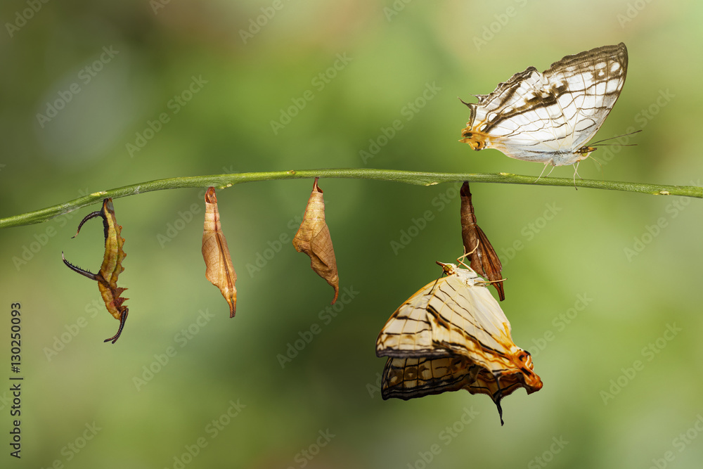 Obraz premium Transformation of common map (Cyrestis thyodamas ) butterfly fro