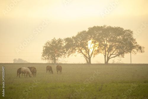 Quarter Horse herd pasture grazing with setting sun near Sanger, TX © Mark J. Barrett