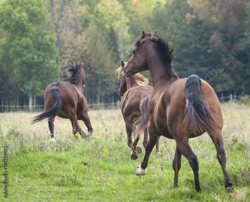 Morgan horses running away in tall grass apddock