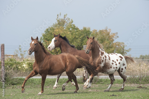 Fototapeta Naklejka Na Ścianę i Meble -  Appaloosas and Quater horses running in paddock
