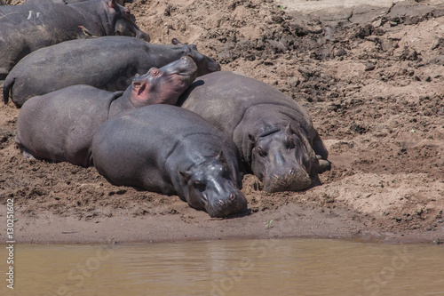 Hippos(Hippopotamus amphibious) on river bank in Masai Mara Reserve, Kenya, Africa