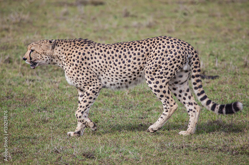 Cheetah walking in Serengeti National park, Tanzania, Africa
