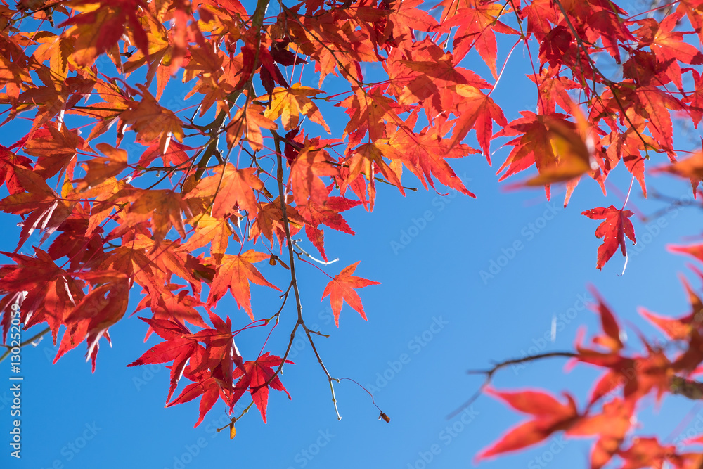 Colorful red maple leaves on blue sky background in japan Colorful red maple leaves on blue sky background in japan