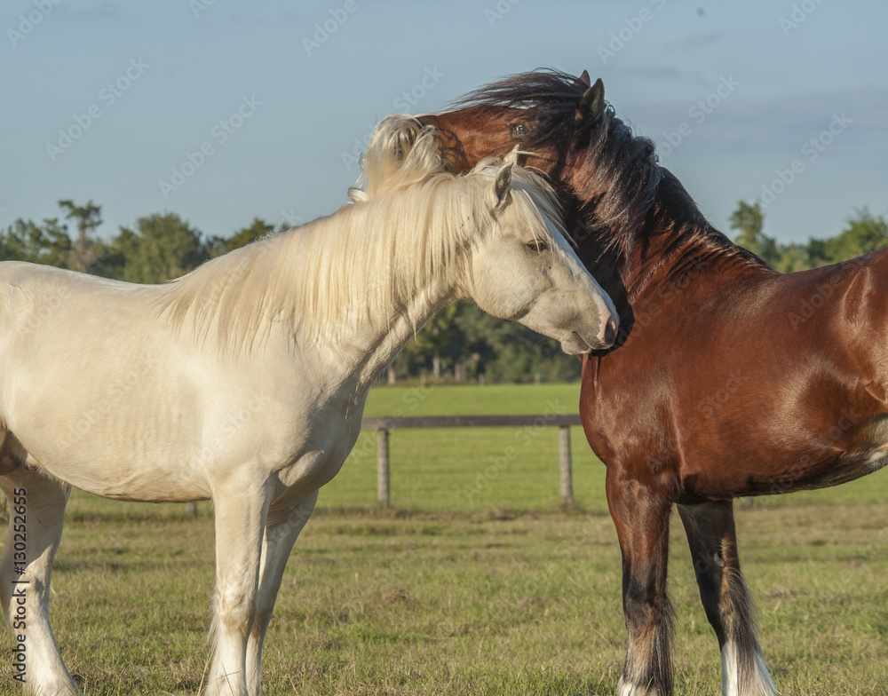 Fototapeta premium Gypsy colts play and romp in grass paddock