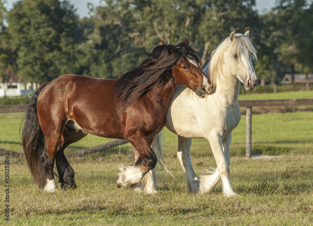 Obraz premium Gypsy colts play and romp in grass paddock