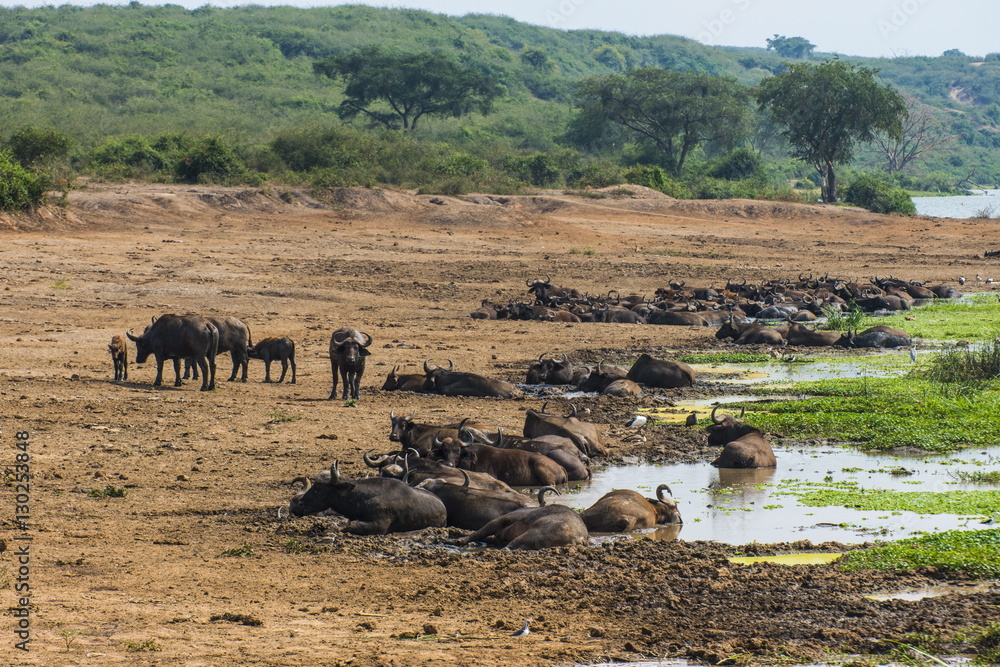 African buffalos (Cape buffalo) (Syncerus caffer), Queen Elizabeth National Park, Uganda African buffalos (Cape buffalo) (Syncerus caffer), Queen Elizabeth National Park, Uganda